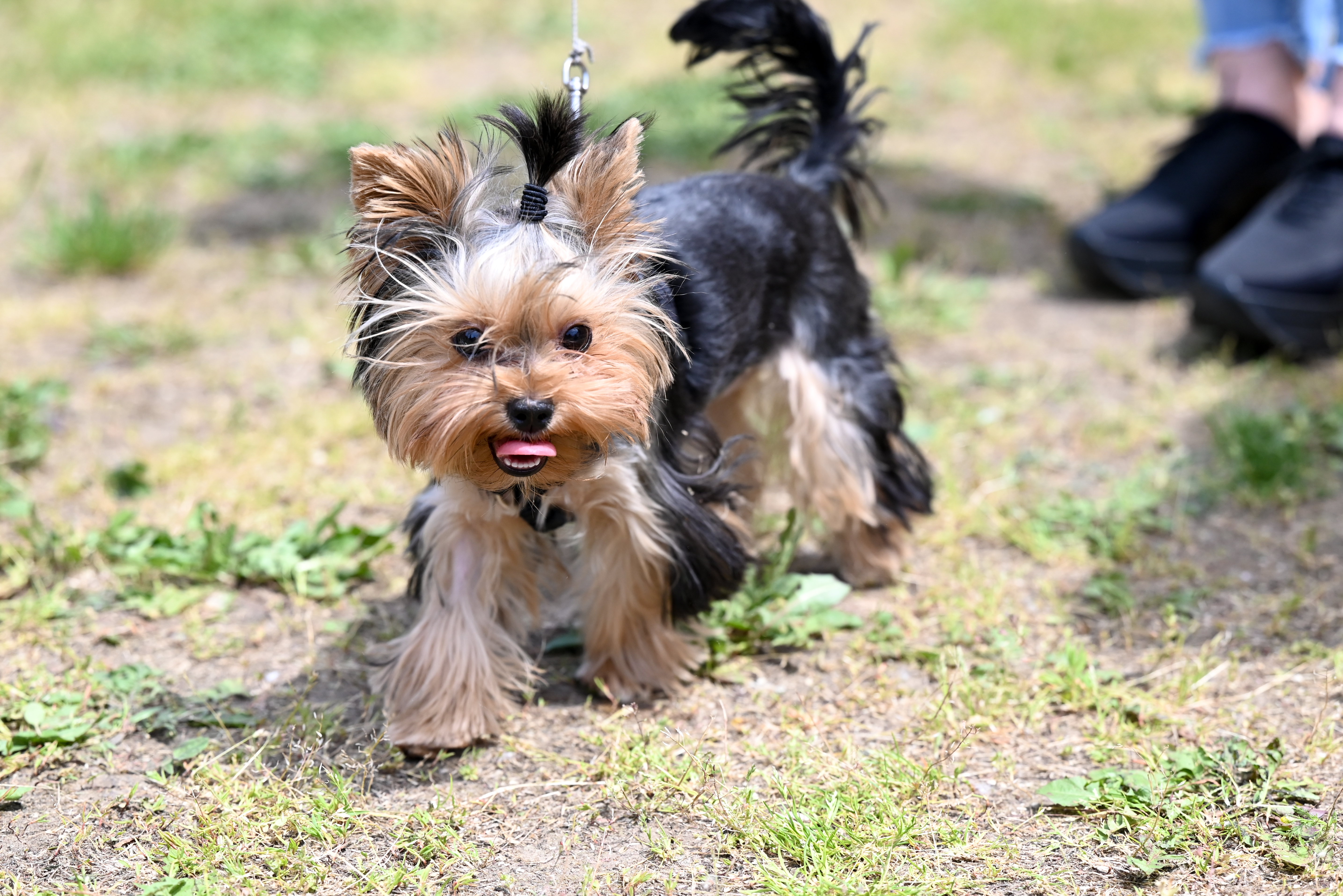 A kutyus sem maradt otthon